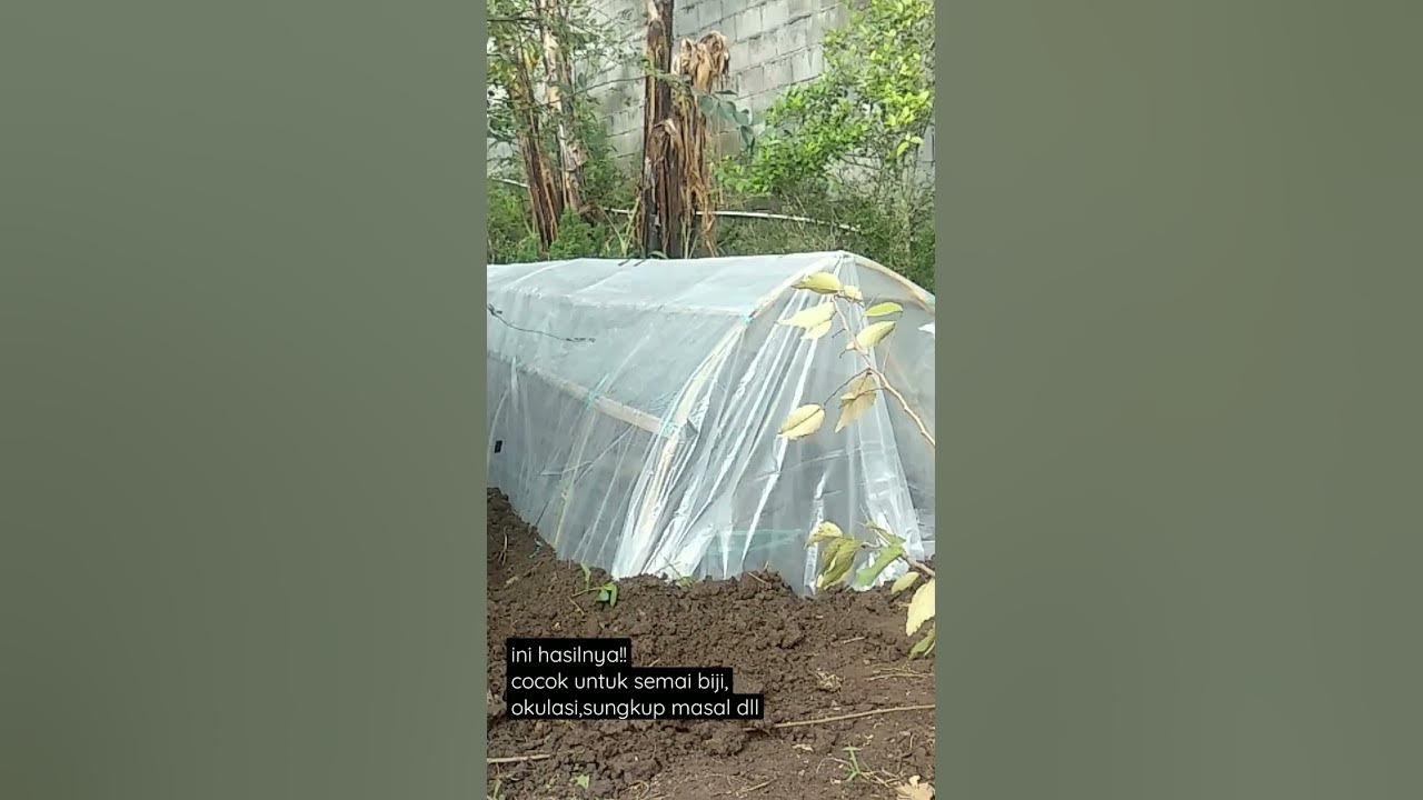 Cara Membuat Greenhouse Sederhana Low Budget!!! Murah!!! Cuma Modal Bambu!