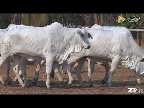 Nelore Cometa | 17º Leilão | Novilhas | Lote 19