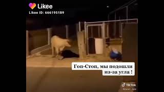 Корова попала на гоп-стоп😁