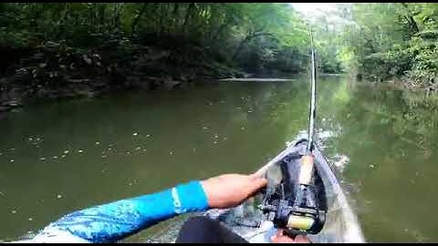 papuan bass