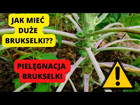 Wideo: Jak brukselka rośnie w ogrodzie?