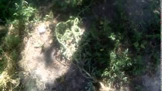 VID 20150717 153042 копия 2