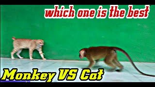 Monkey Vs Cat Real Fight