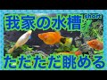 【mucciTV】我が家の水槽をただただ眺める、お魚達のラインナップは後日紹介します。【商品提供動画】【タイアップレビュー 】 ミッキーマウスプラティ オトシンクルス sub4sub