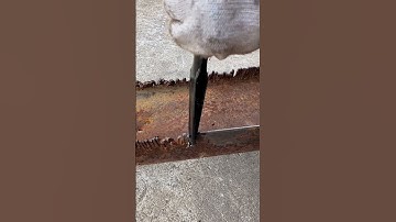 Knocking alloy steel flat chisel #goodtoolshareshare #hardwaretools