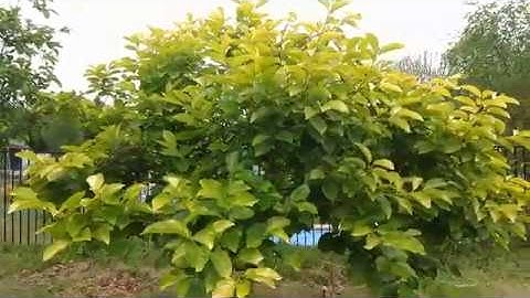 Fuyu Persimmon - Alternate Bearing - One Year Update (May, 2020)