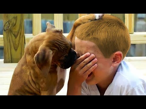 Vidéo: Demandez à un expert - Syndrome du petit chien