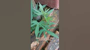 Thumbnail of manfaat daun ubi jalar #shorts