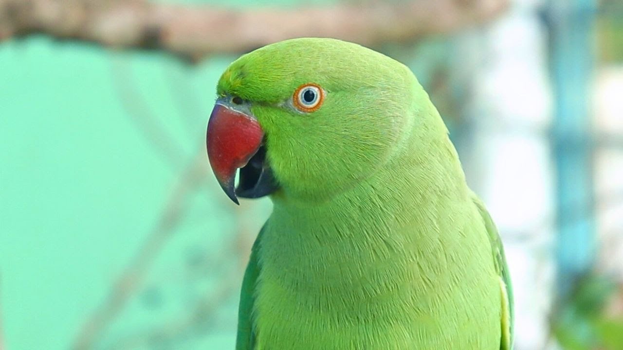 Loud Parrot Noise 2 Natural Parrot Sounds Parrot Calling Sounds