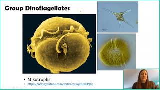 Introduction to Protists