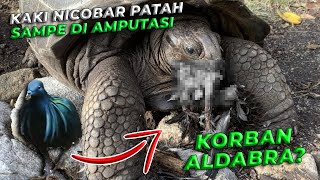 KORBAN ALDABRA AVIARY SAMPE HARUS AMPUTASI KAKI BURUNG NICOBAR...