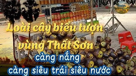 Cây thốt nốt biểu tượng vùng Thất Sơn | Check in Miền Tây