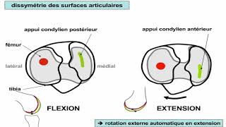 Ensemble fonctionnel du genou