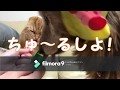 いなば CIAOちゅ～る