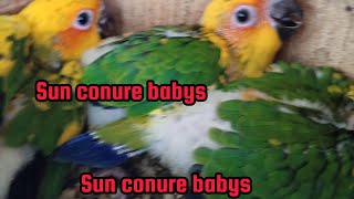 Sun conure very good beautiful parrot bird/sun conure nice sound and talking birds#viral #video