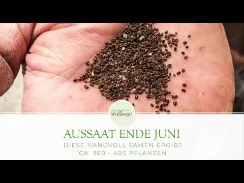 Video: Erfolgreicher Anbau Von Polyanthus-Primeln. Reproduktion