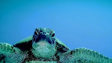 Che cosa significa Caretta?