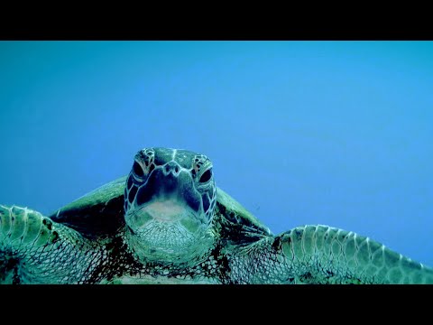 Video: Le tartarughe caretta mangiano le meduse?