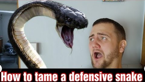 How to tame a defensive snake