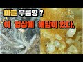 마늘 무름병 방제를 위한 간곡한 외침 #마늘 #마늘무름병