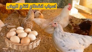 افضل برهم لتورم العين لدجاج 🐓/ حل مشكله انقطاع انتاج البيض