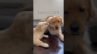 Why puppies are actually sharks  #dogshorts #goldenretriever #puppies #puppyvideos #doglife #puppy