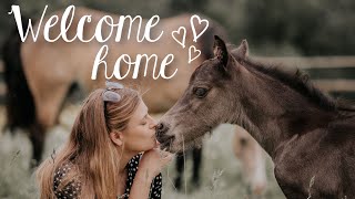 BRINGING MY *tiny*  FOAL HOME