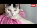 Осенний КОТОПАД | Два котейки с разницей в пару дней упали мне прямо в руки