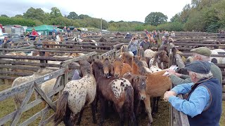 Chagford Pony Sale 2023