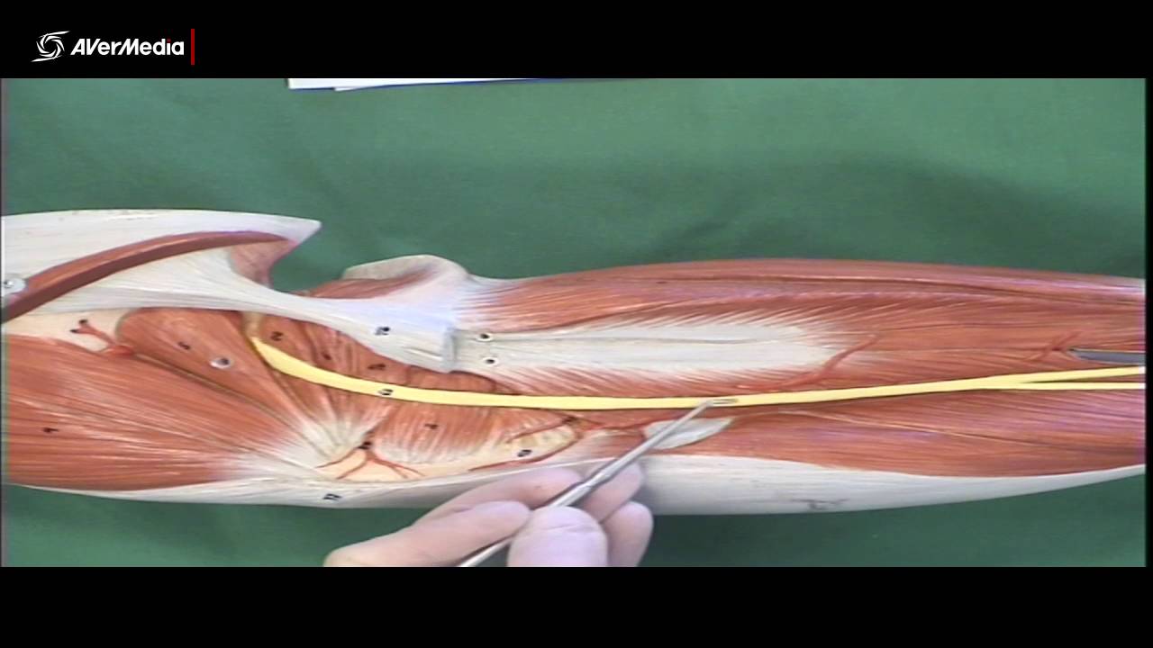 Nerves of the Lower Limb - YouTube