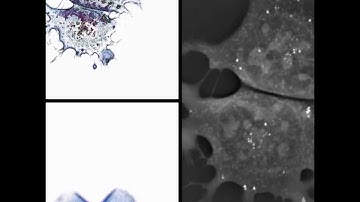 STEM CELLS: Long Term Live Imaging of Mouse Embryonic Stem Cells for 15 hours - 3D view