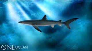 Blue Shark 3D Rendering screenshot 1