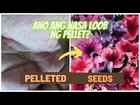 Video: Black Eyed Susan Vine Seeds - Kailan Magtanim ng Black Eyed Susan Vine sa Labas