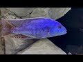 Nimbochromis Cichlids | Care Guide & Species Profile