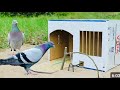 How To Make A Bird Trap Using Cardboard Box | Pigeon Traps Easy and Effective | @MsBirdTraps |