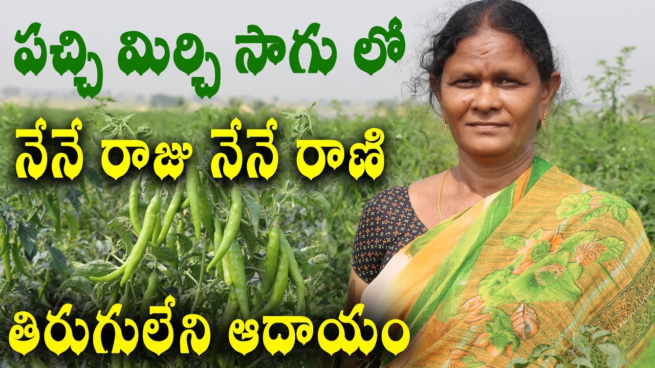 పంట మార్చాను సాగులో గెలిచారు || Success Story of Green Chilli Cultivation || Sreekaram Farming