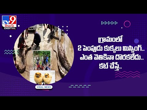 గ్రామంలో 2 పెంపుడు కుక్కలు మిస్సింగ్.. ఎంత వెతికినా దొరకలేదు.. కట్ చేస్తే.. @TV9 Telugu Digital