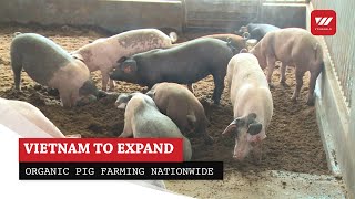 Vietnam to expand organic pig farming nationwide | VTV World