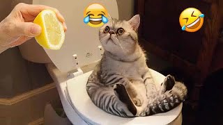 🐶 Funniest 2024😻 Cats and 🥒 Cucumbers - Awesome Funny Pet Videos 😜