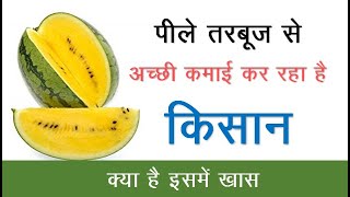 Yellow melon farming | Good earning | Successful farmer | पीले तरबूज की खेती | ज्यादा कमाई