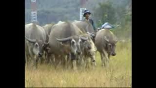 Lagu Gayo - GERANTUNG oleh Rabumah 2010 Produksi Iwan TangkeNate