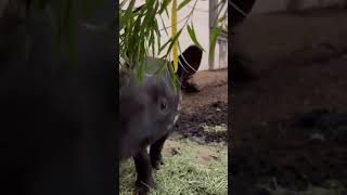 Malayan Tapir Calf Eating Browse