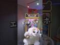 【暴露】自宅ゲーセンの魅力を伝えなきゃ!!エッホエッホ!! #クレーンゲーム #自宅ゲーセン #ゲームセンター