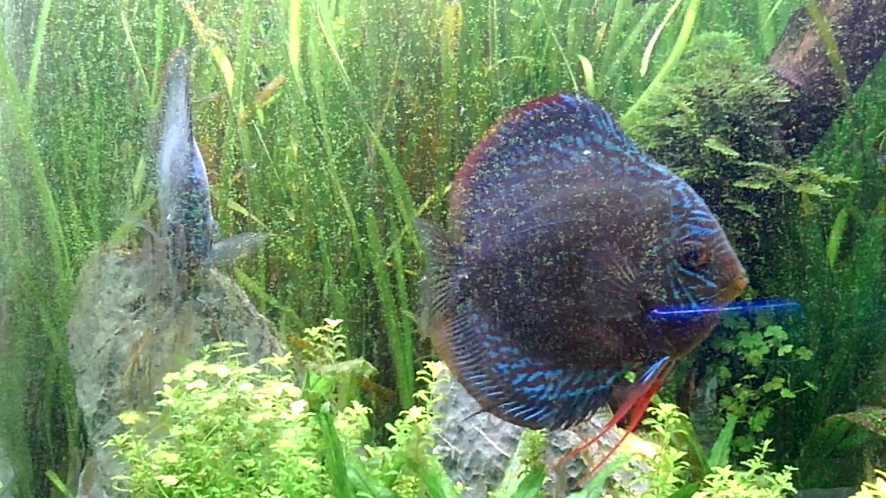 水草とディスカスの混泳水槽でディスカスの稚魚が体着しました 10 19 Youtube