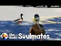 Watch This Wild Duck Bring His Girlfriend To Meet His Rescuer | The Dodo Soulmates
