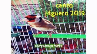 chant chardonneret - canto jilguero 2020 تغريد طائر الحسون - بداية جهوزية
