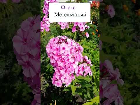 Video: Bog phlox haqida ma'lumot - Hardy Garden Phlox etishtirish