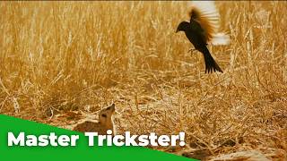 The Smartest Trickster Bird In The Wild Drongo