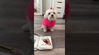 So NOT fetch mom  #funnydogs #funnydog #maltese #maltipoo #cutedog #cutedogs