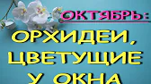 Орхидеи,узамба́рские фиалки,Самара🌺